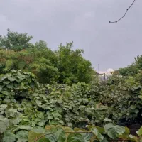 زمین و خونه ویلایی با باغ کیوی|فروش زمین و ملک کلنگی|چوبر, |دیوار