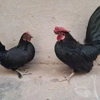 ی جفت مرغ خروس مینیاتوری