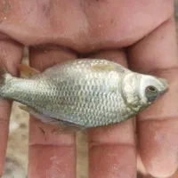 گرمابی بچه ماهی بیگهدوامور و...|ماهی|کرج, شهرک یاس شمالی|دیوار