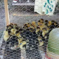 جوجه اردک اسراییلی