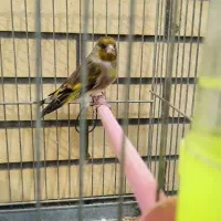 سهره قناری با قفس و تجهیزات