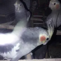 عروس‌هلندی‌