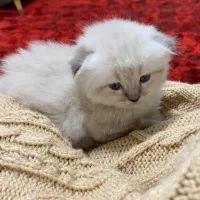 گربه اسکاتیش فولد