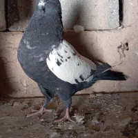 کبوتر سینه ای|پرنده|بروجن, |دیوار
