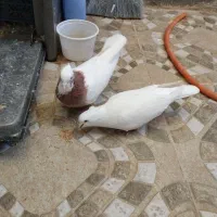 طوقی پشتدار سفید|پرنده|محمدیه-قزوین, |دیوار