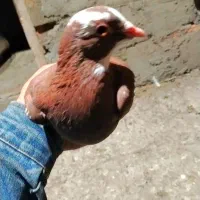 ماده گلی پلنگ