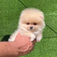 پامرانین خرسی و عروسکی