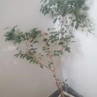 بنجامین  کاج مطبق|گل و گیاه طبیعی|شیراز, شهرک مطهری|دیوار