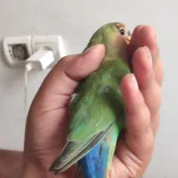 طوطی برزیلی صورت خورشیدی|پرنده|کرج, اصفهانی‌ها|دیوار
