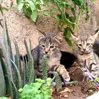 دو عدد بچه گربه  واگذار میشه|گربه|پاکدشت, پاکدشت (مامازند)|دیوار