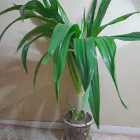 گل اشک ملکه|گل و گیاه طبیعی|شاهین‌شهر, شهرک سایت|دیوار