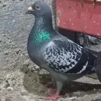 تعدادی مسافتی و یک عدد نر بغدادی اصل