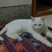 گربه سفید بریتیش اسکاتیش