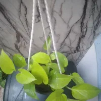 گل مقاوم  با گلدان.. مناسب روز زن.|گل و گیاه طبیعی|دزفول, |دیوار