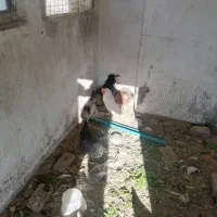 مرغ و خروس|حیوانات مزرعه|کرمان, |دیوار