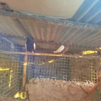 رنگه جفتگاه|پرنده|مشهد, ویلاشهر|دیوار