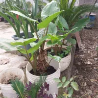 گل بابا ادم|گل و گیاه طبیعی|رشت, پل تالشان|دیوار
