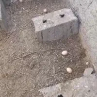 فروش تخم مرغ محلی نطفه دار،مرغ تخمگذار، کود مرغی|حیوانات مزرعه|زنجان, |دیوار