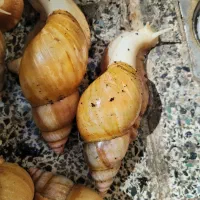 حلزون|خزنده|اصفهان, منتظرالمهدی|دیوار