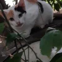 گربه ماده