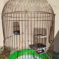 قفس عروس هلندی