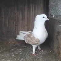 دو عدد ماده پرشی