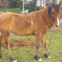 اسب|اسب و تجهیزات اسب‌سواری|احمدسرگوراب, |دیوار