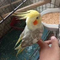 معاوضه عروس هلندی