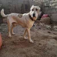 واگزاری‌توله‌خراسانی‌۱۲ماهه