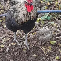 خروس اصیل و زیبا و آواز خوان|حیوانات مزرعه|ایزدشهر, |دیوار