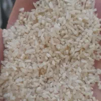 لاشه فجر معطر