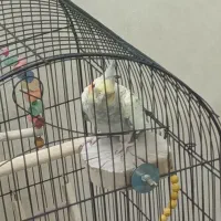 یک عدد عروس هلندی گل باقالی