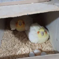 ۸جفت عروس لوتینو با تخم و۷ تاجوجه