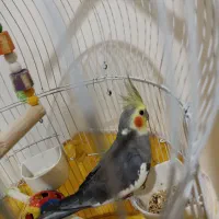 عروس هلندی|پرنده|بندر گز, |دیوار