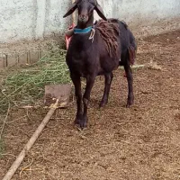 گوسفند بره نر قوچی مخصوص تخمی کاربلد درجه یک|حیوانات مزرعه|قائم‌شهر, |دیوار