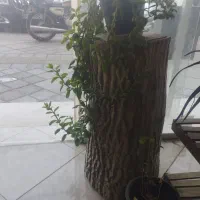 دو عدد کنده درخت گردو