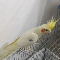 عروس هلندی لوتینو نر