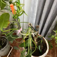 گلدون گوش فیلی یا فیلو دنرون بزرگ|گل و گیاه طبیعی|خرمآباد, |دیوار