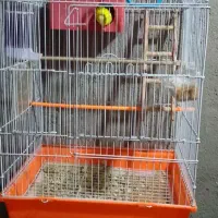 سه جفت مرغ عشق