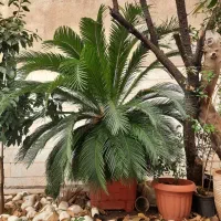 سیکاس ۱۸ ساله