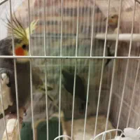 دو جفت عروس هلندی اصیل
