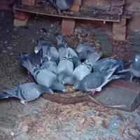 کبوتر مسافتی