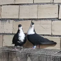 کرباتی کرواتی