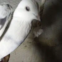 مادر تهرونی چشم تابتا|پرنده|فلاورجان, |دیوار