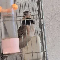 سهره خاکی|پرنده|رباط‌کریم, رباط‌کریم|دیوار