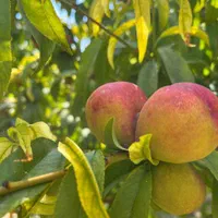 باغ با چهاردیواری قدیمی (درختان میوه مثمر)|فروش زمین و ملک کلنگی|اسلامشهر, شهرک فرهنگیان|دیوار