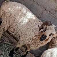 دو عدد غوچ