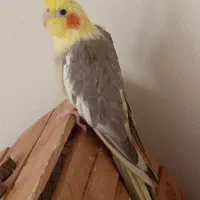 جوجه عروس هلندی|پرنده|تهران, والفجر (افسریه)|دیوار