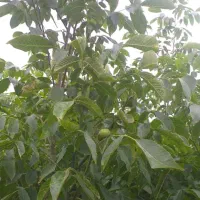 نهال گردو خوشه ای ۳ساله