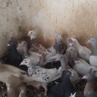 کفتر شهرستانی|پرنده|تهران, فلاح|دیوار